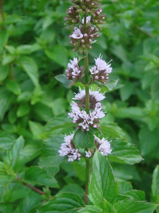 Mentha sp. 'Eau de Cologne ' fleur